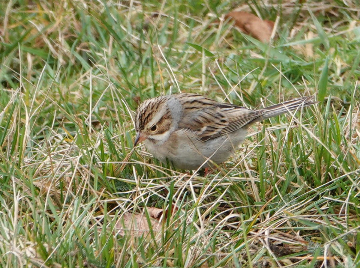Clay-colored Sparrow - ML646185021
