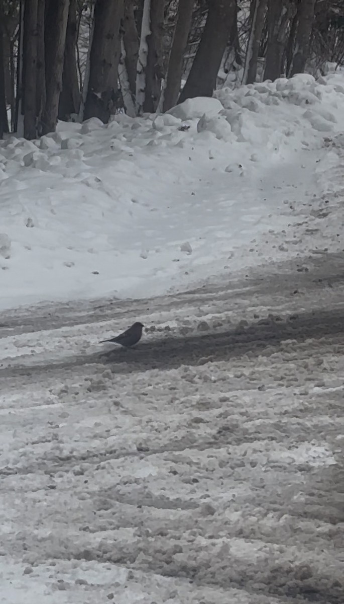 Pine Grosbeak - ML646185024