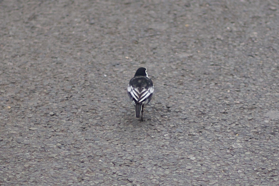 White Wagtail (British) - ML646185025