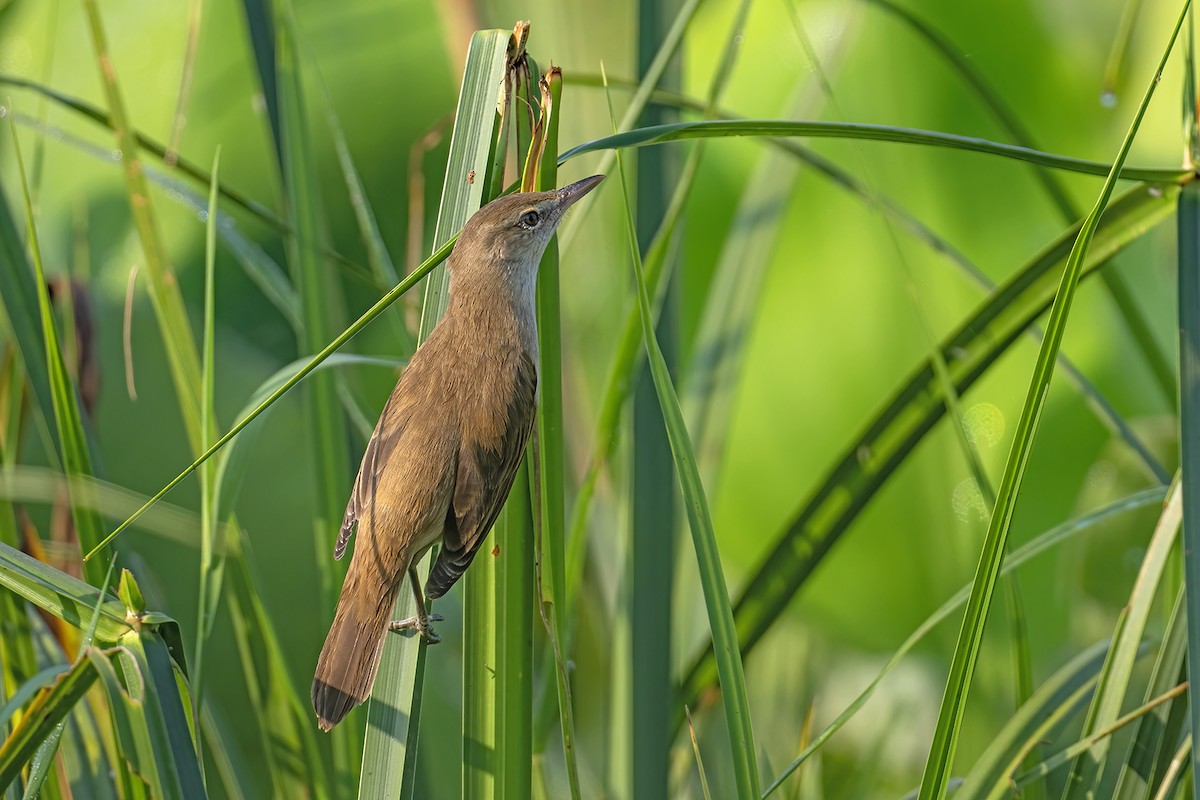 Clamorous Reed Warbler - ML646185027