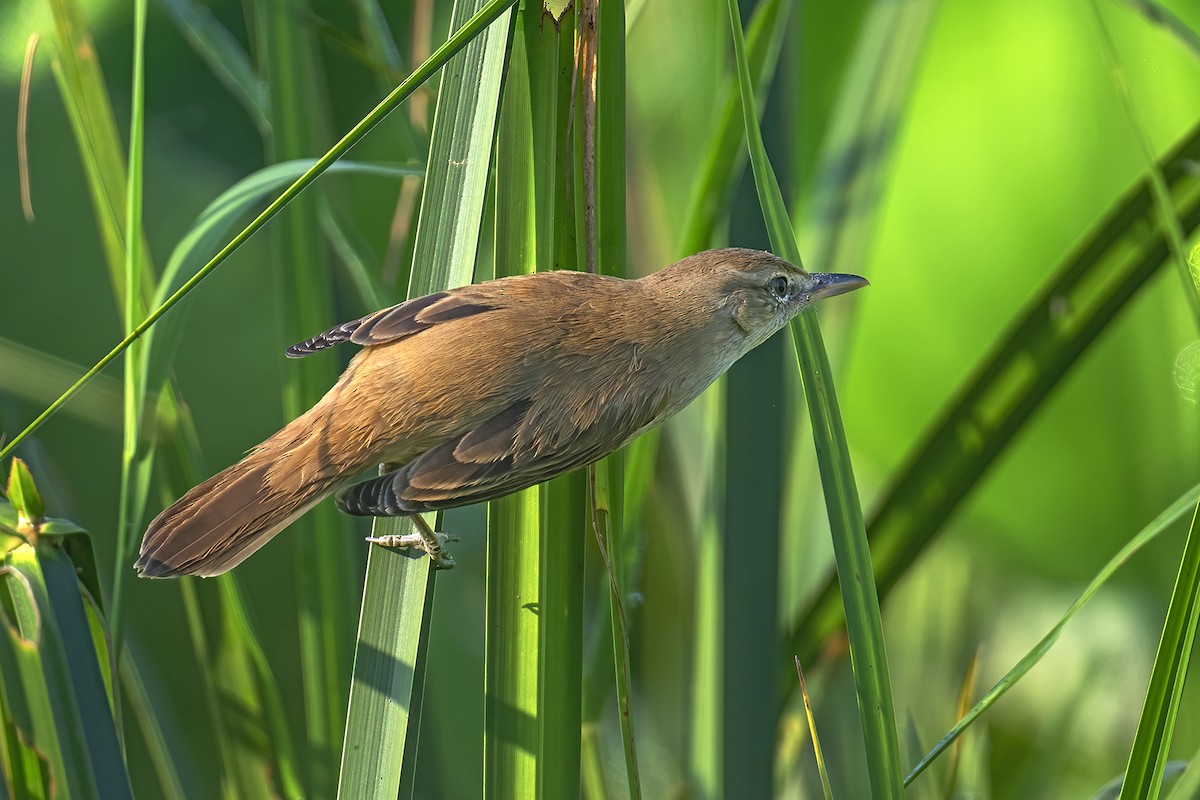Clamorous Reed Warbler - ML646185028