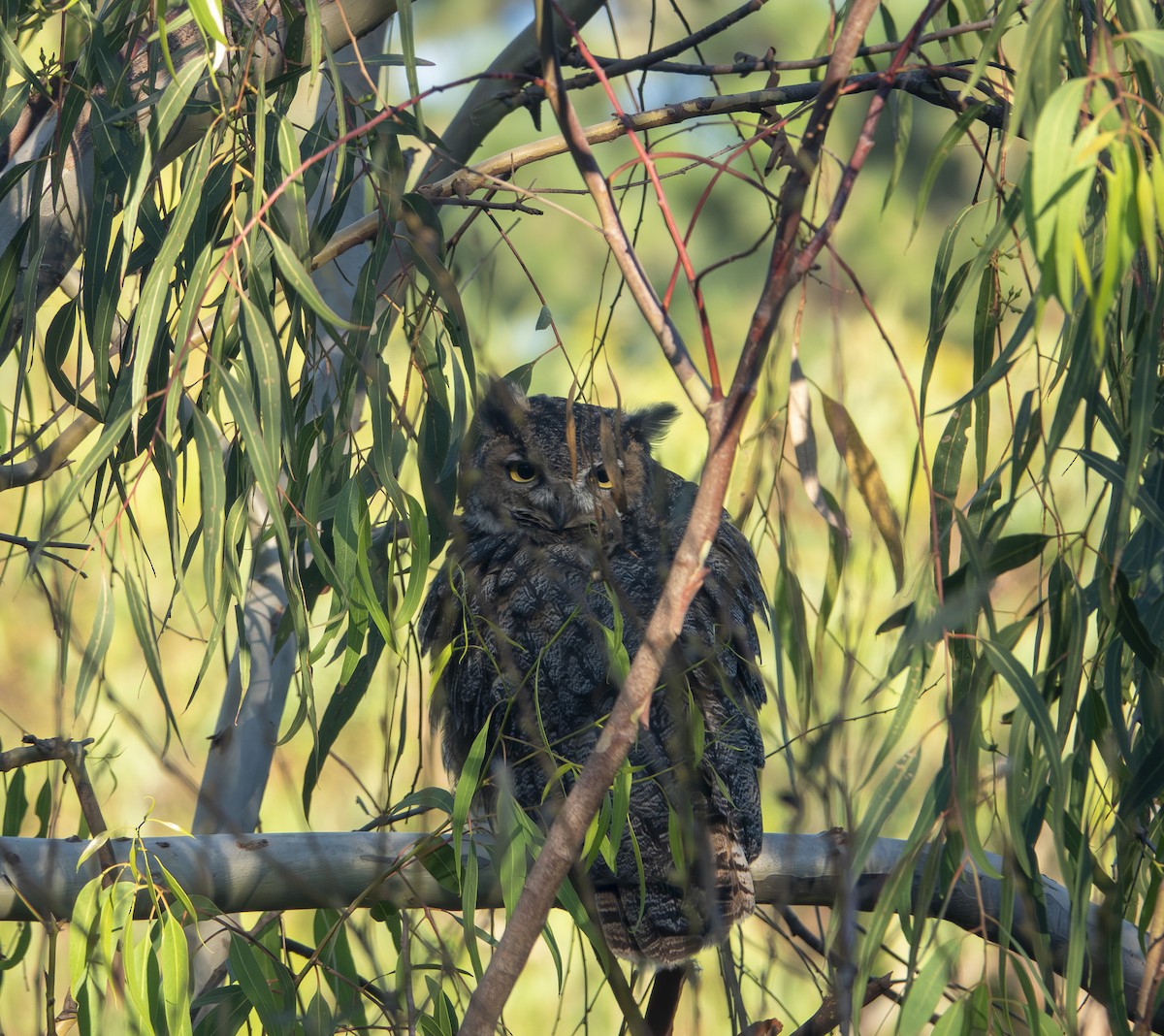 Great Horned Owl - ML646185029