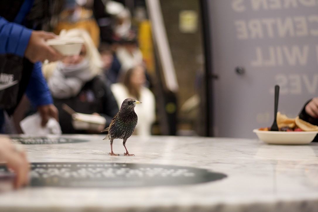 European Starling - ML646185033