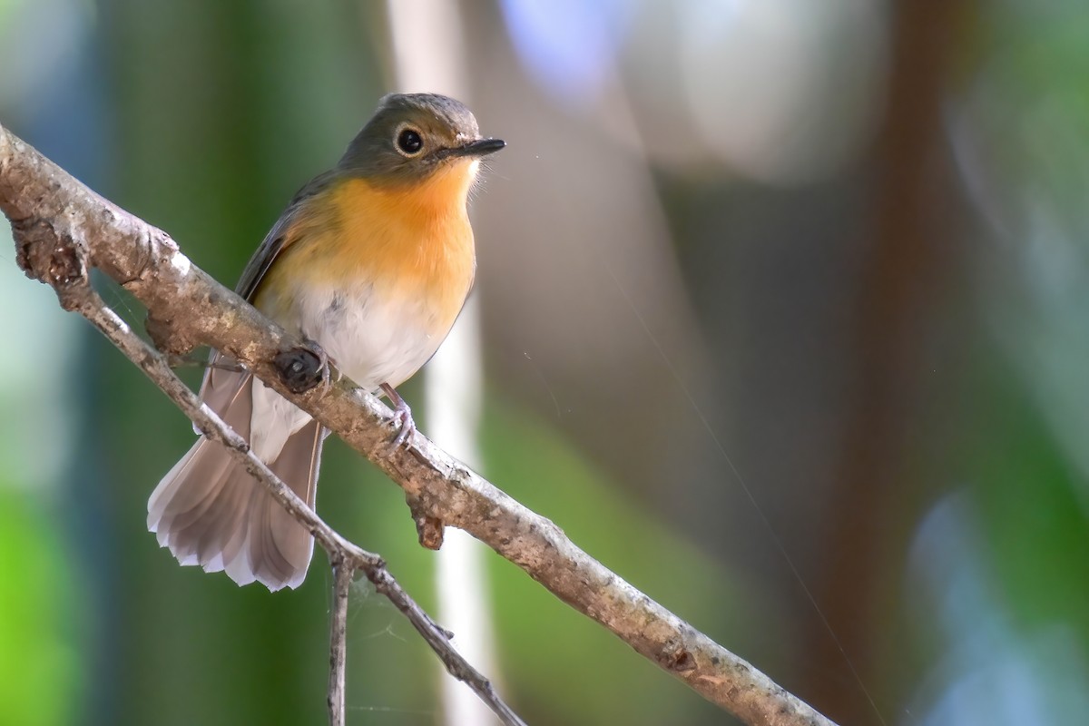 Hill Blue Flycatcher - ML646185037