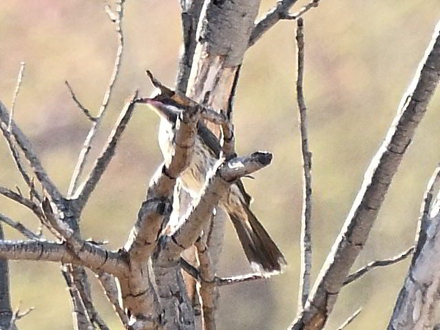 Diken Yanaklı Balkuşu - ML646185039