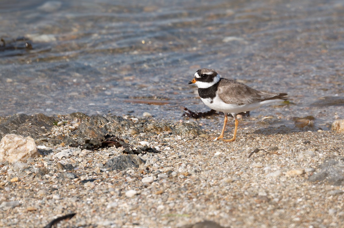 Common Ringed Plover - ML646185043
