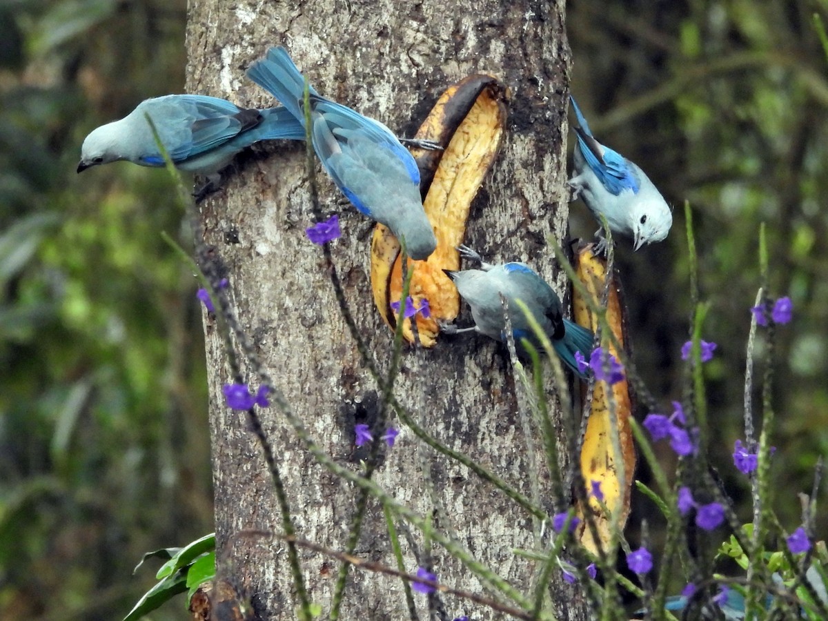 Blue-gray Tanager - ML646185044