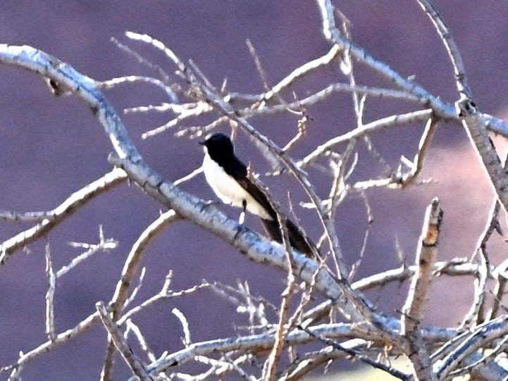 Willie-wagtail - ML646185048