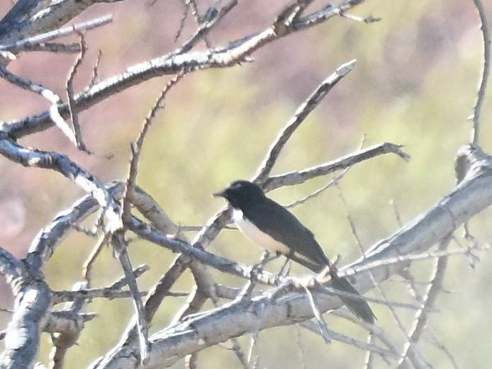 Willie-wagtail - ML646185049