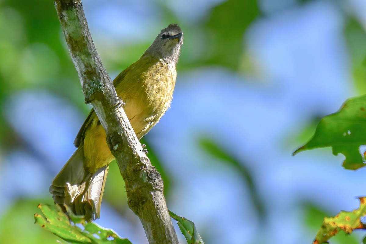 gulstenkbylbyl - ML646185050