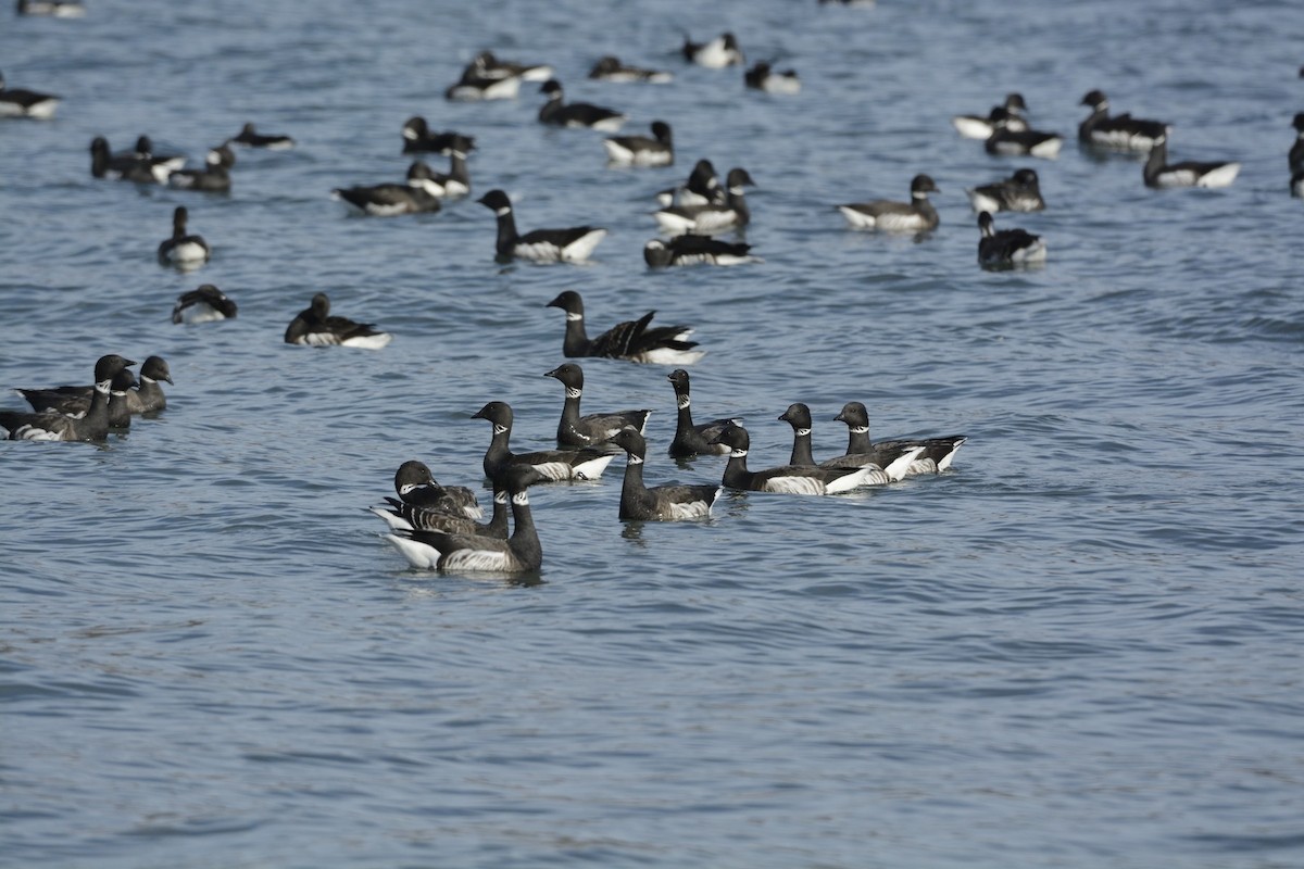 ringgås - ML646185056