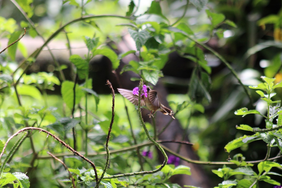 flekkolibri - ML646185057