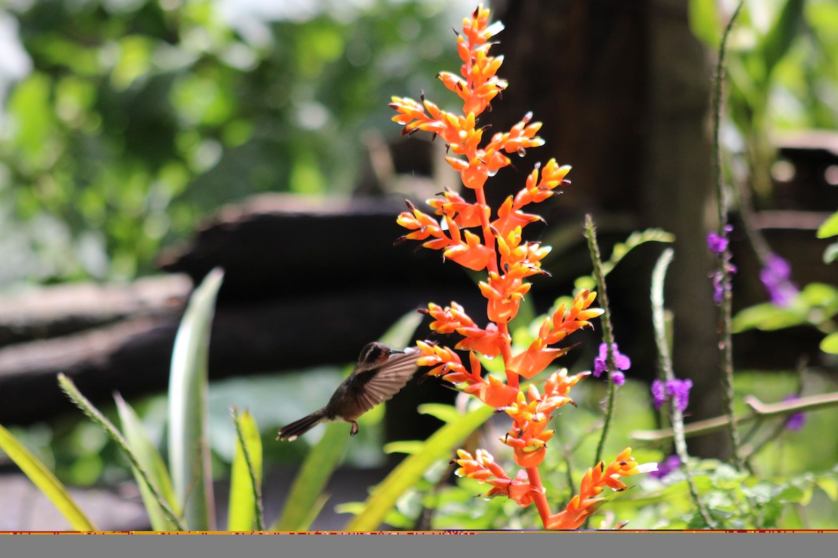 flekkolibri - ML646185058