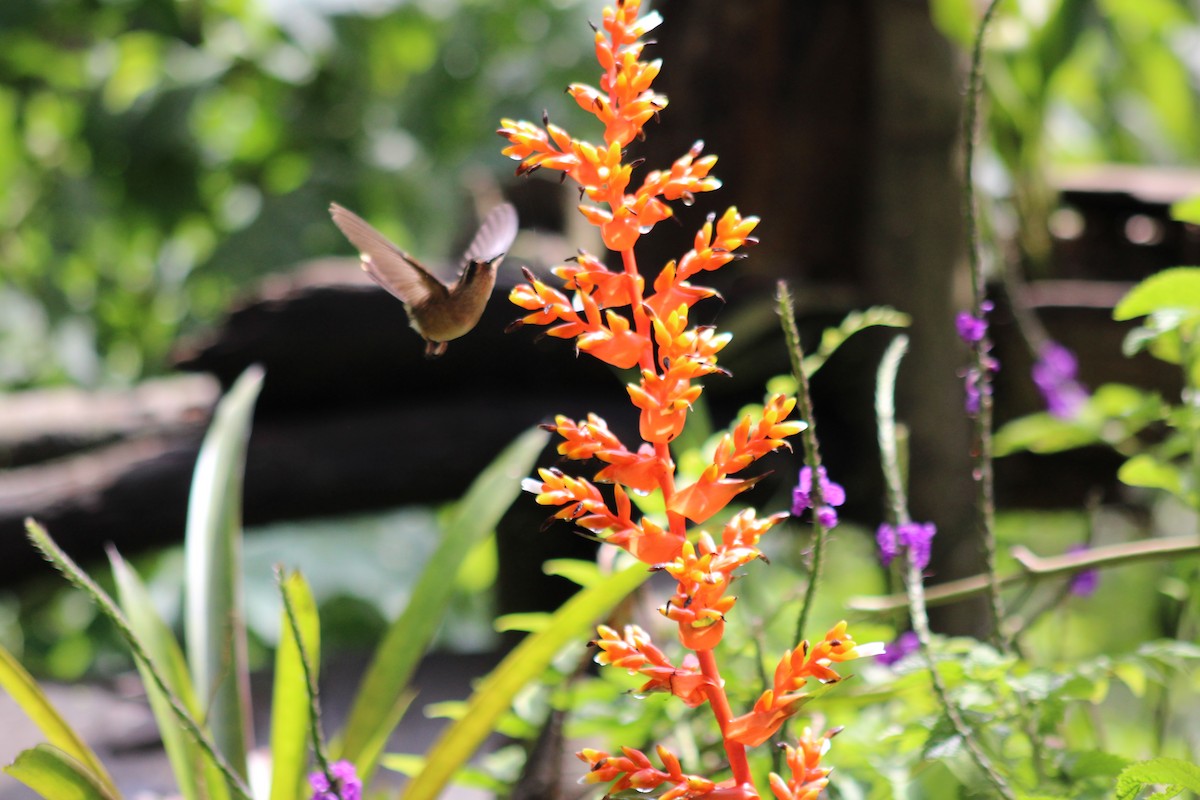 flekkolibri - ML646185059