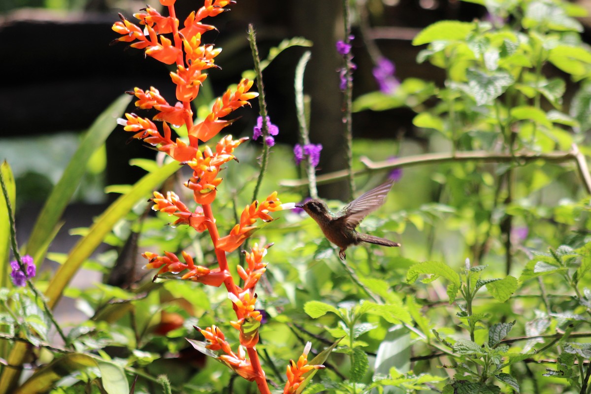 flekkolibri - ML646185060