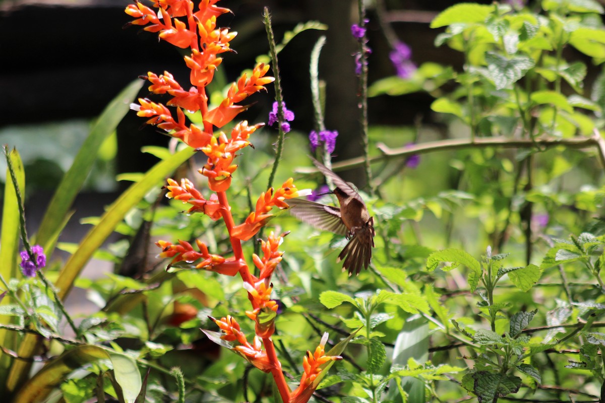 flekkolibri - ML646185061