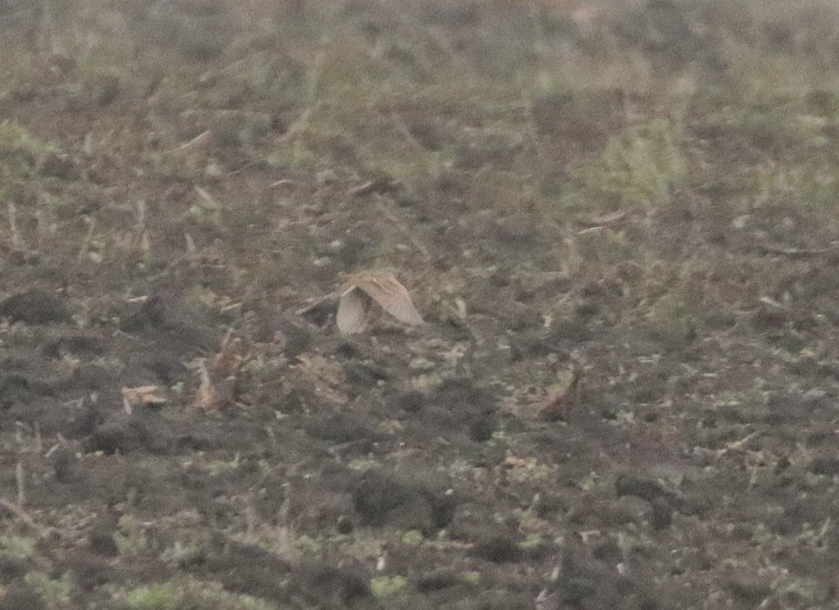 Greater Short-toed Lark - ML646185062