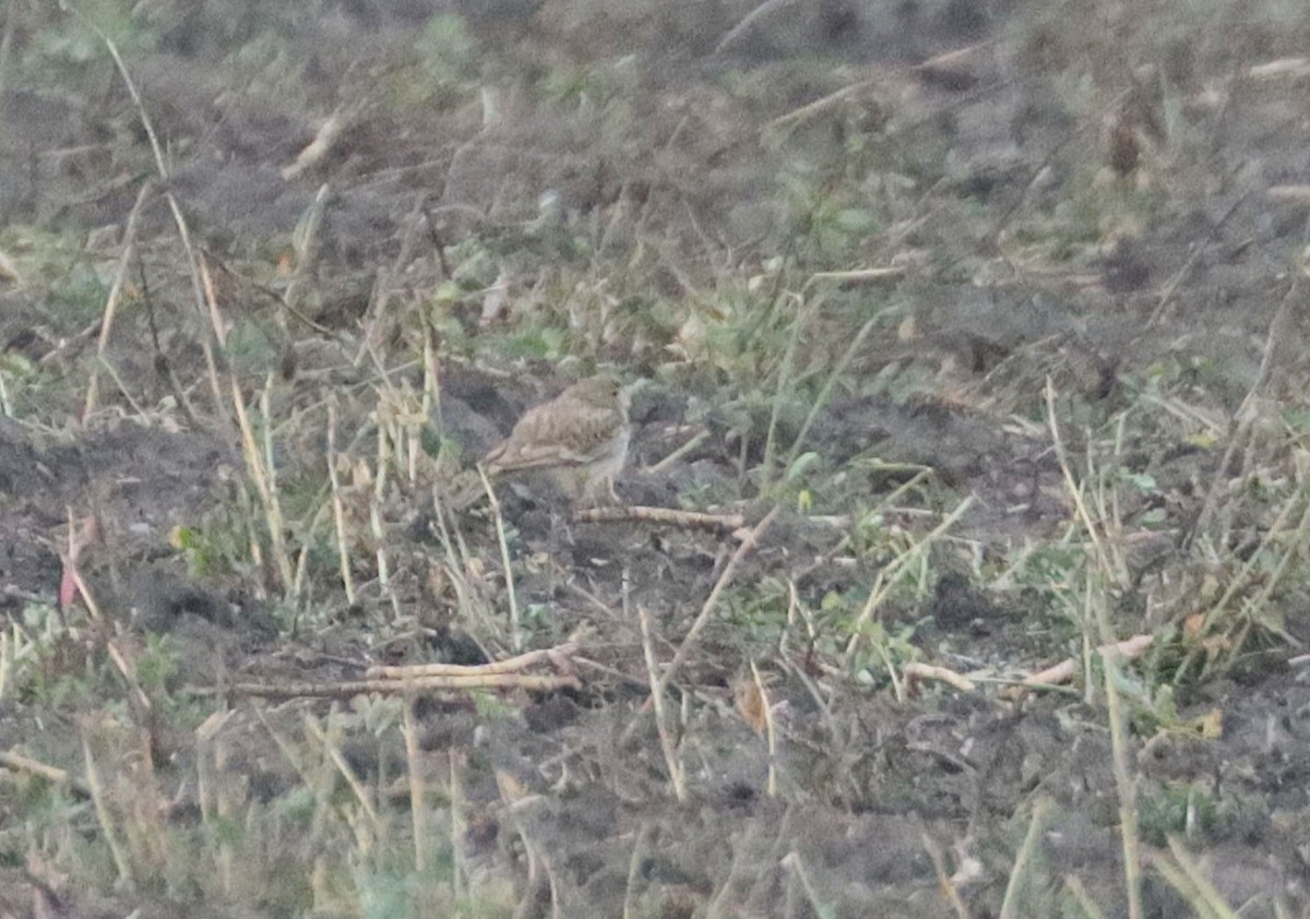 Greater Short-toed Lark - ML646185063