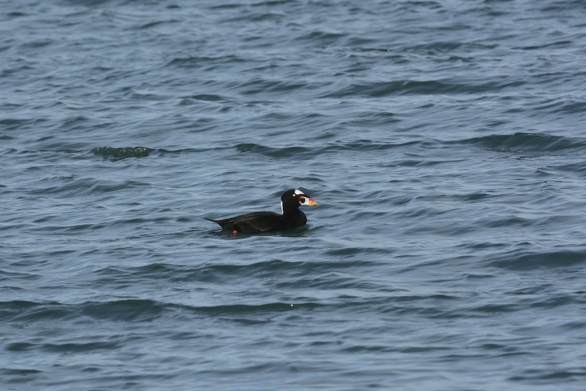 brilleand - ML646185064