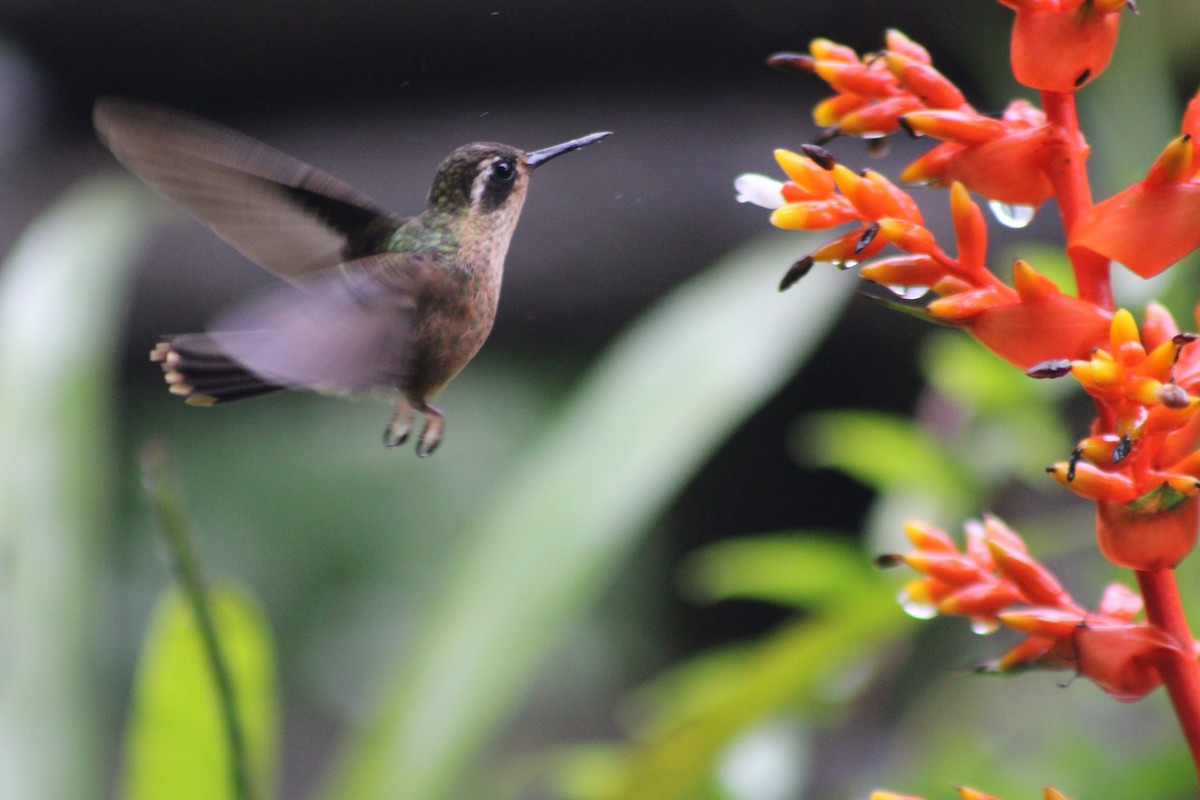 flekkolibri - ML646185065