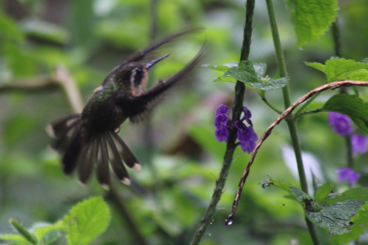 flekkolibri - ML646185066