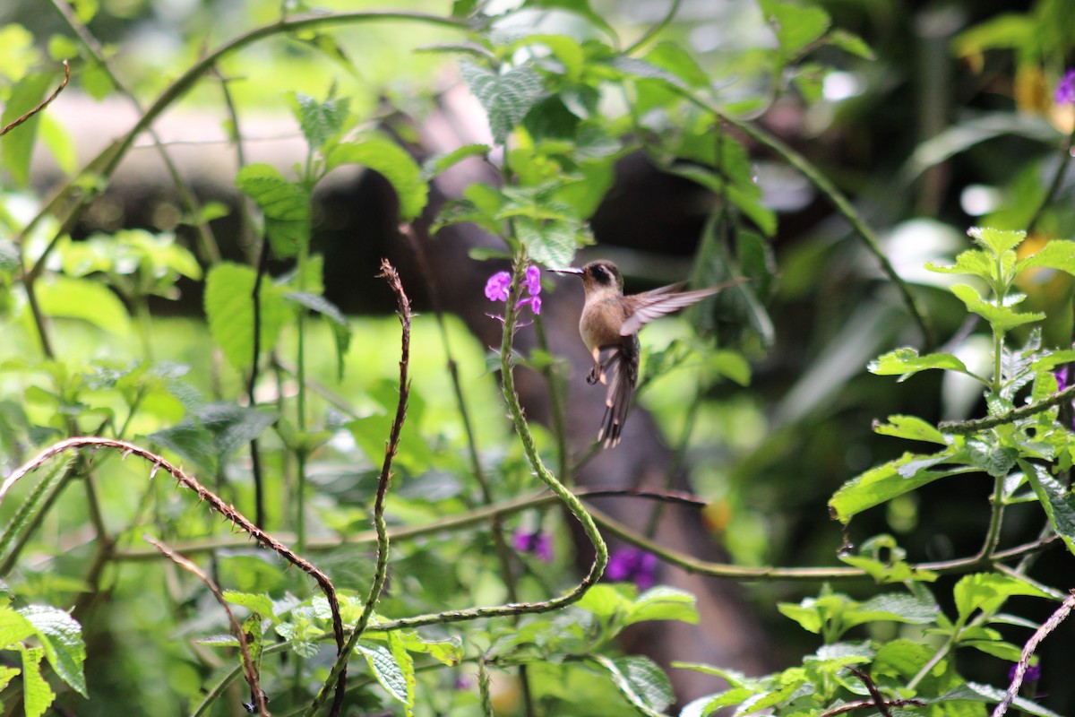 flekkolibri - ML646185067