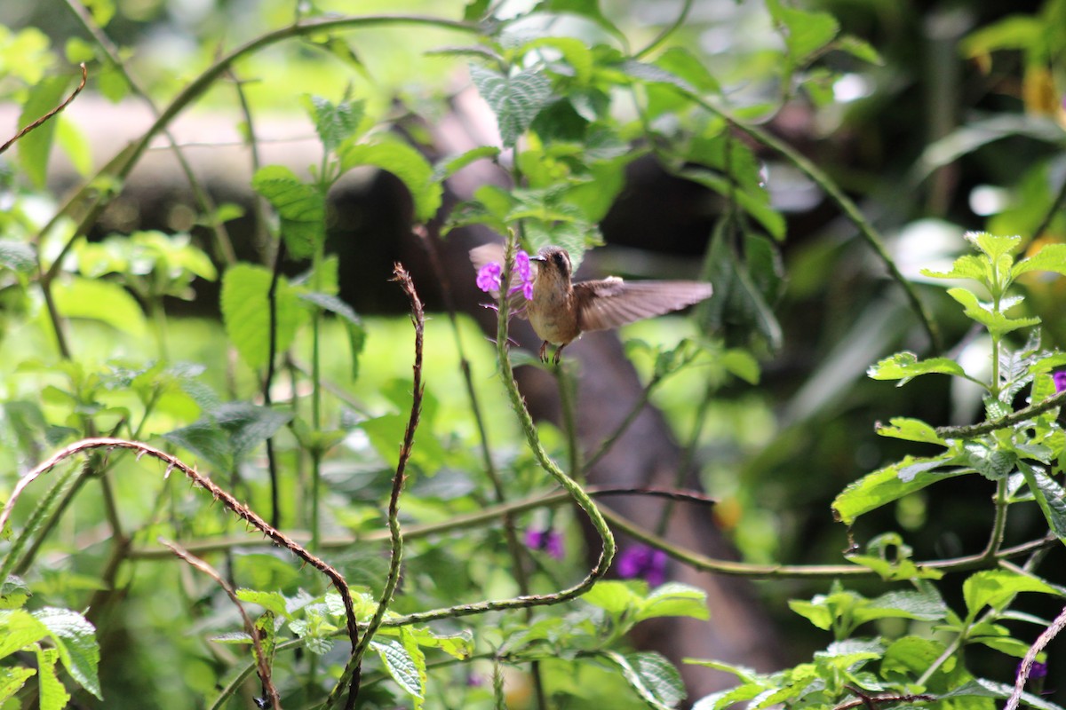 flekkolibri - ML646185068