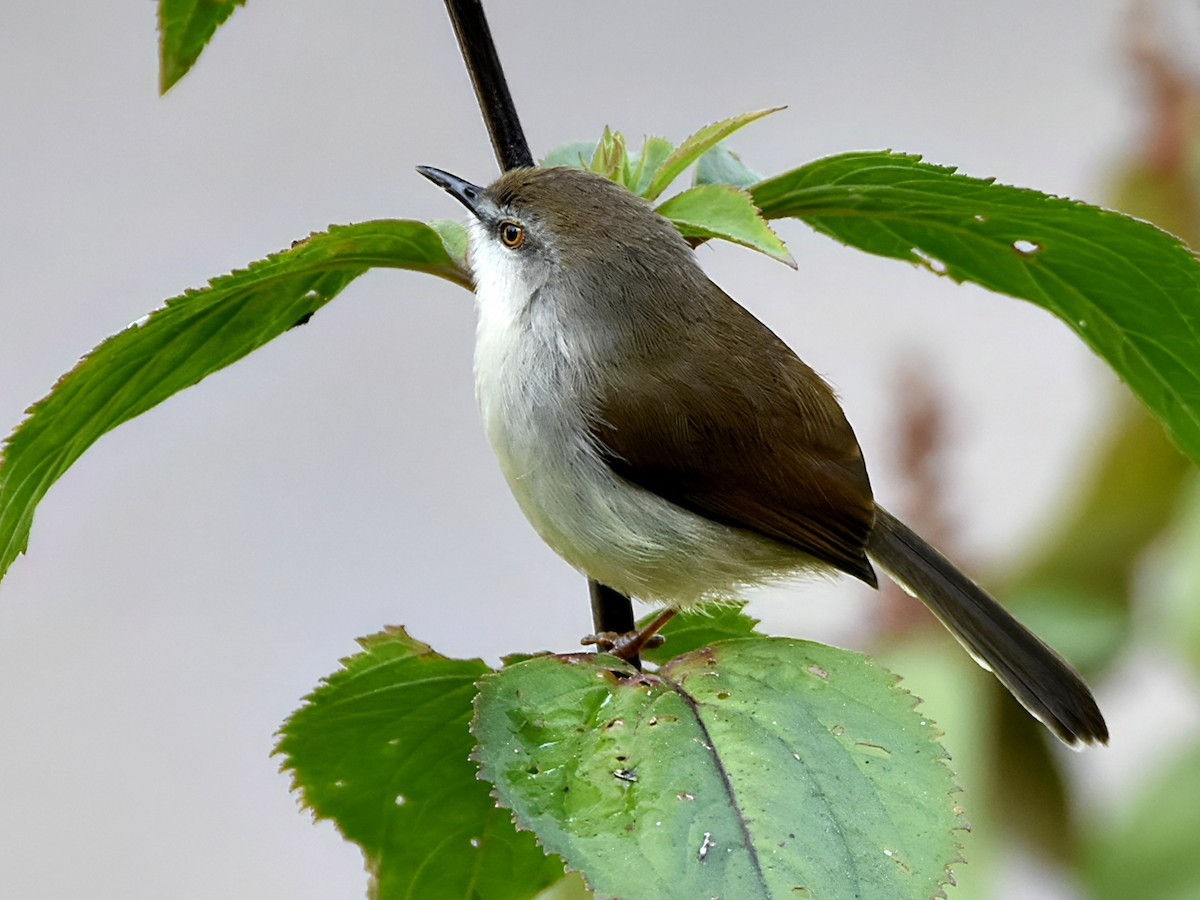 gråbrystprinia - ML646185069
