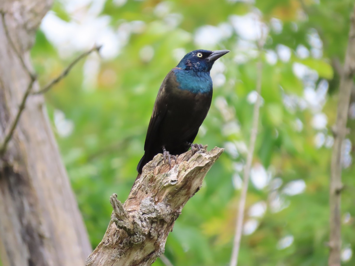 glanstrupial - ML646185070