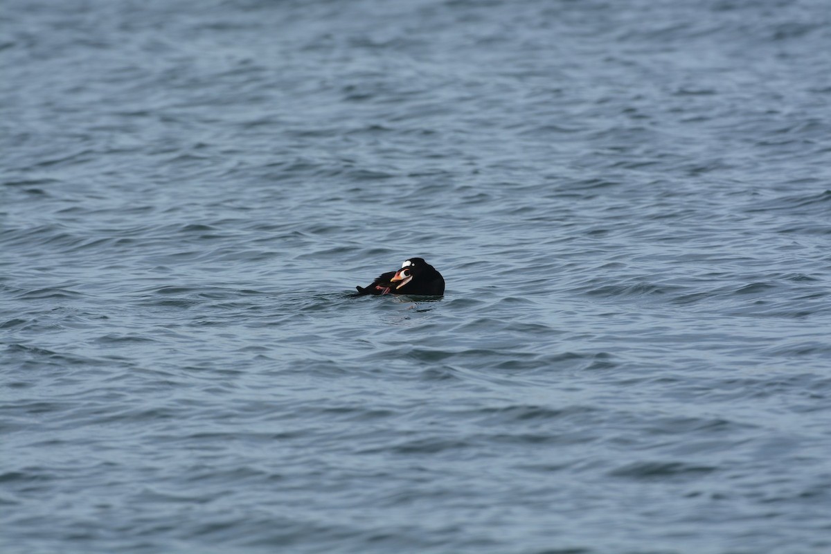 brilleand - ML646185071