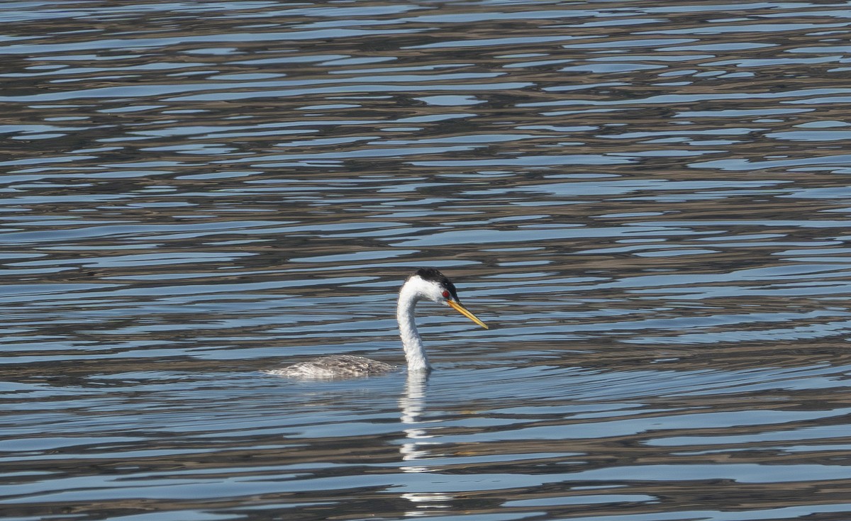 gulnebbdykker - ML646185090