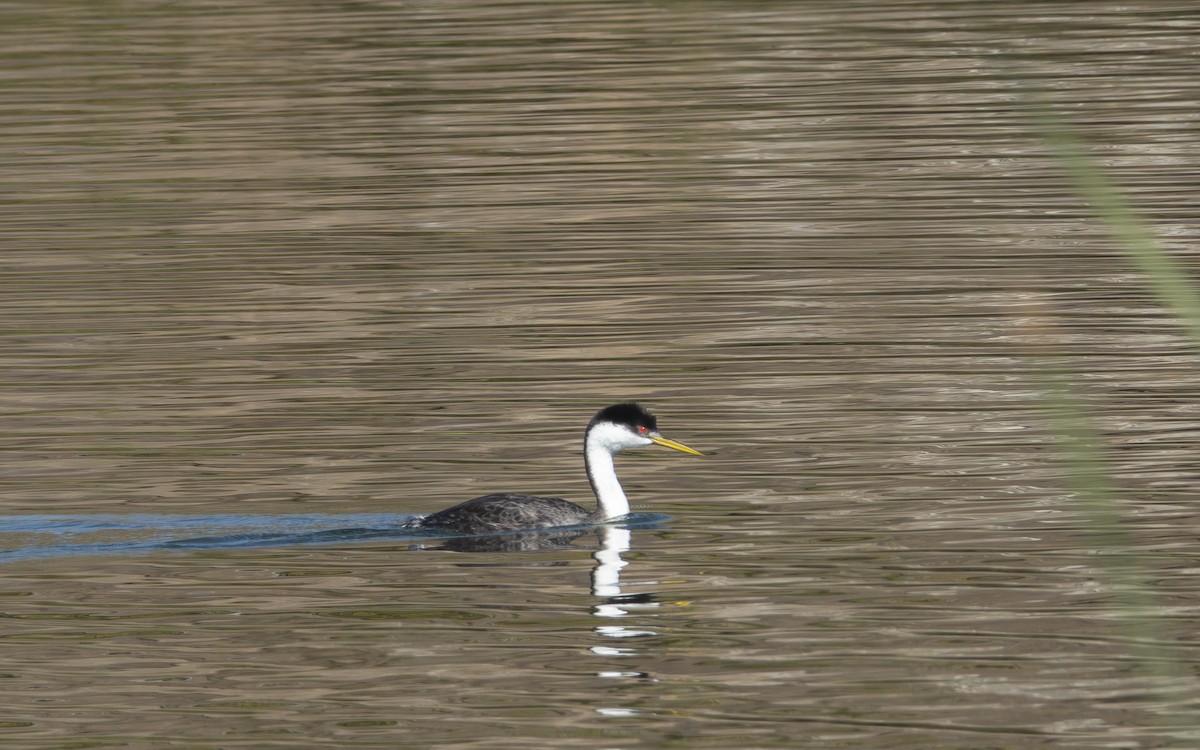 svanedykker - ML646185096