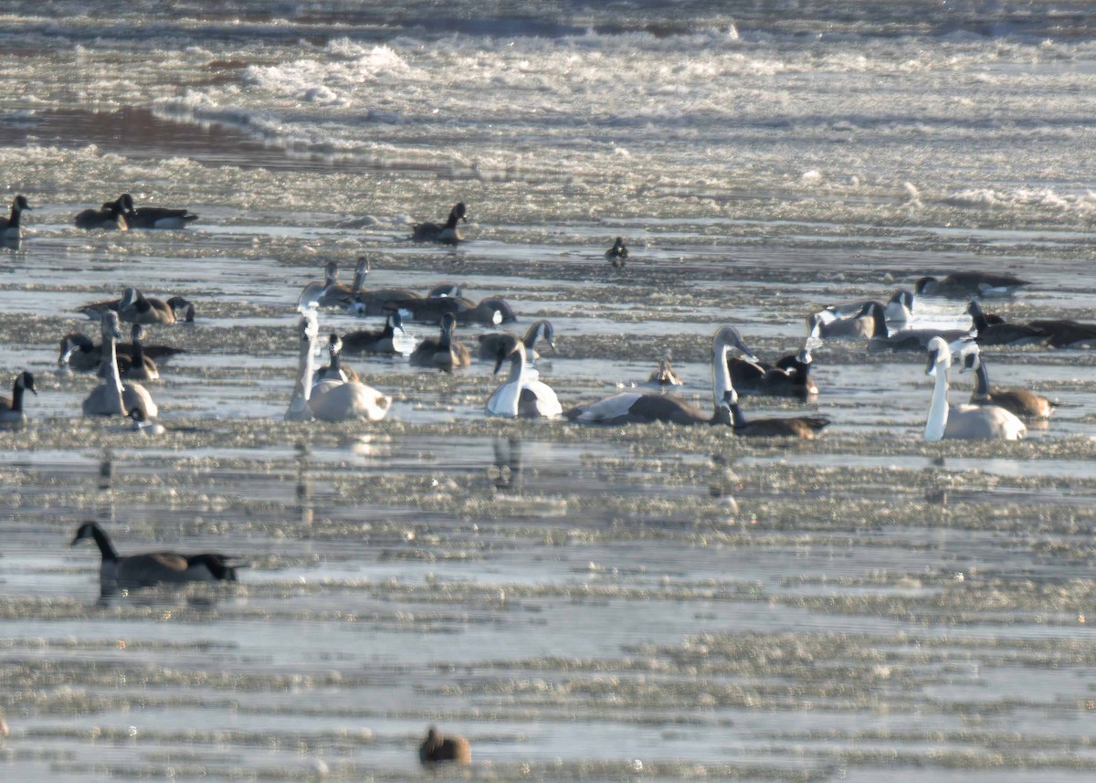 trompetsvane - ML646185097