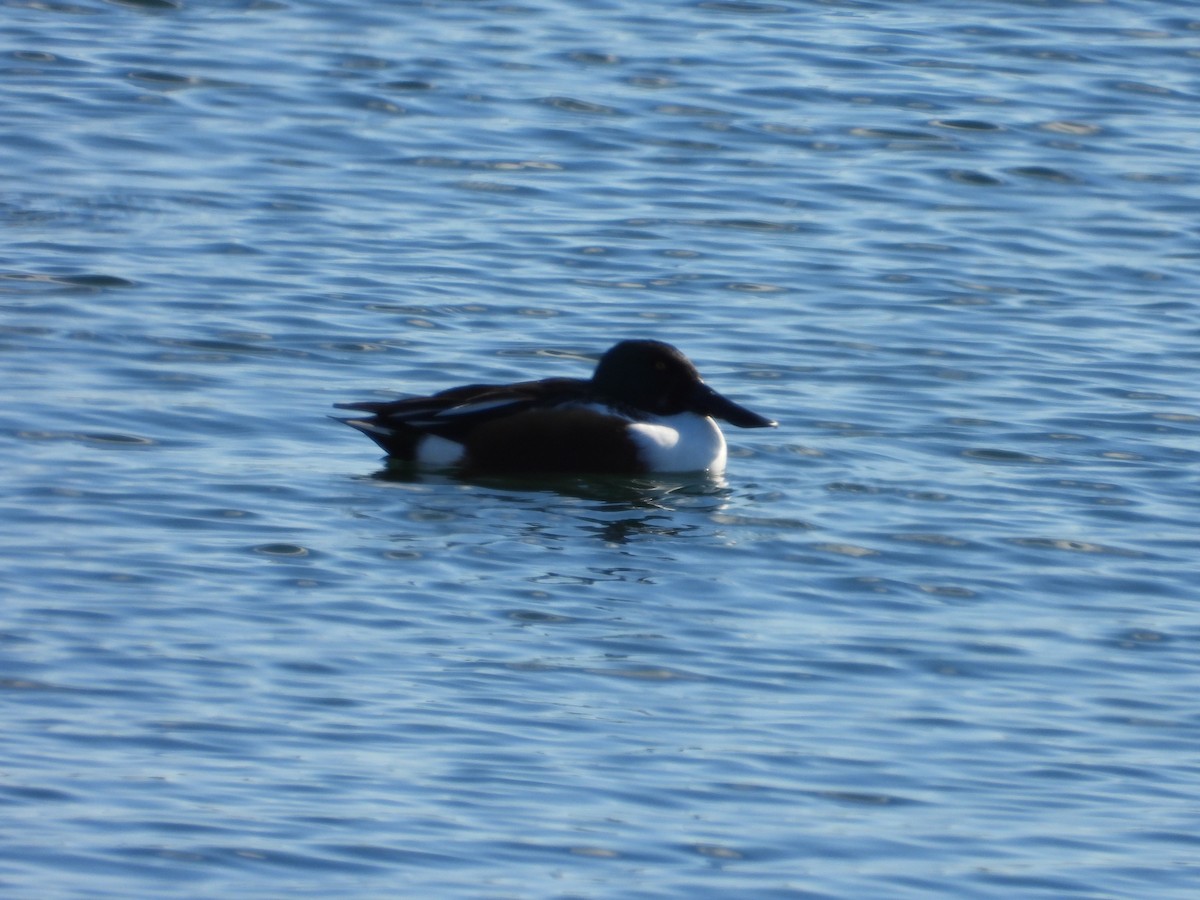 skjeand - ML646185098