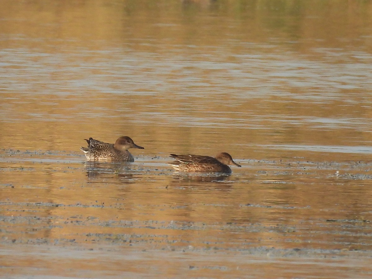 krikkand - ML646185099