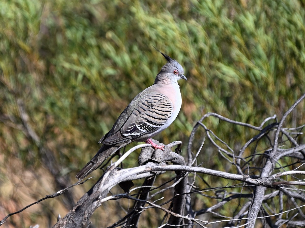 toppdue - ML646185100