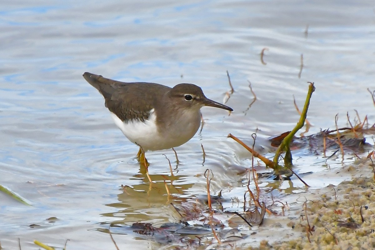 flekksnipe - ML646185101