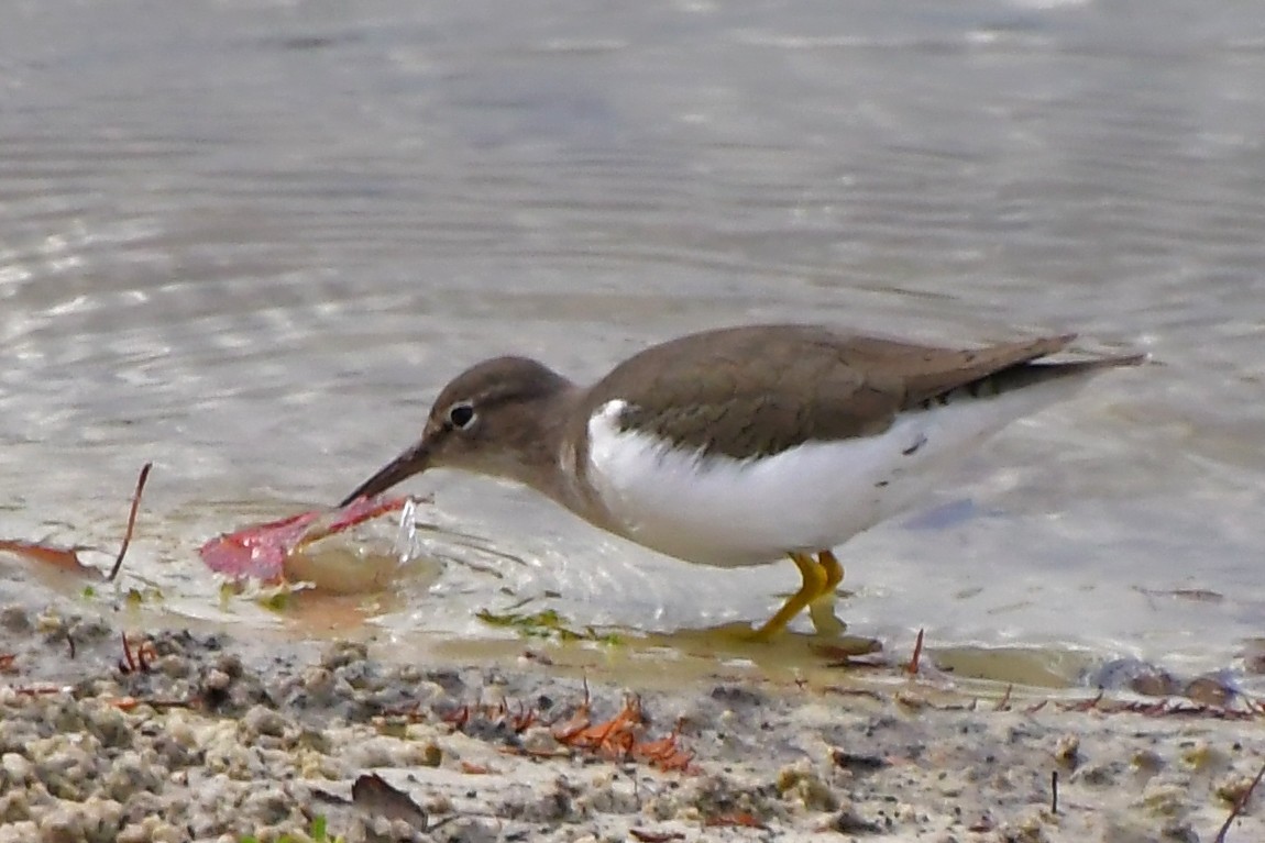 flekksnipe - ML646185102