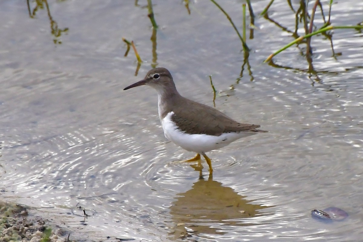 flekksnipe - ML646185103