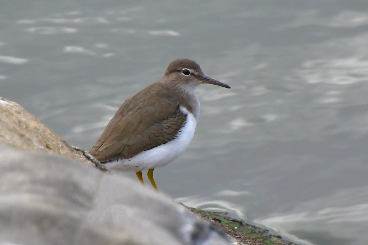 flekksnipe - ML646185104