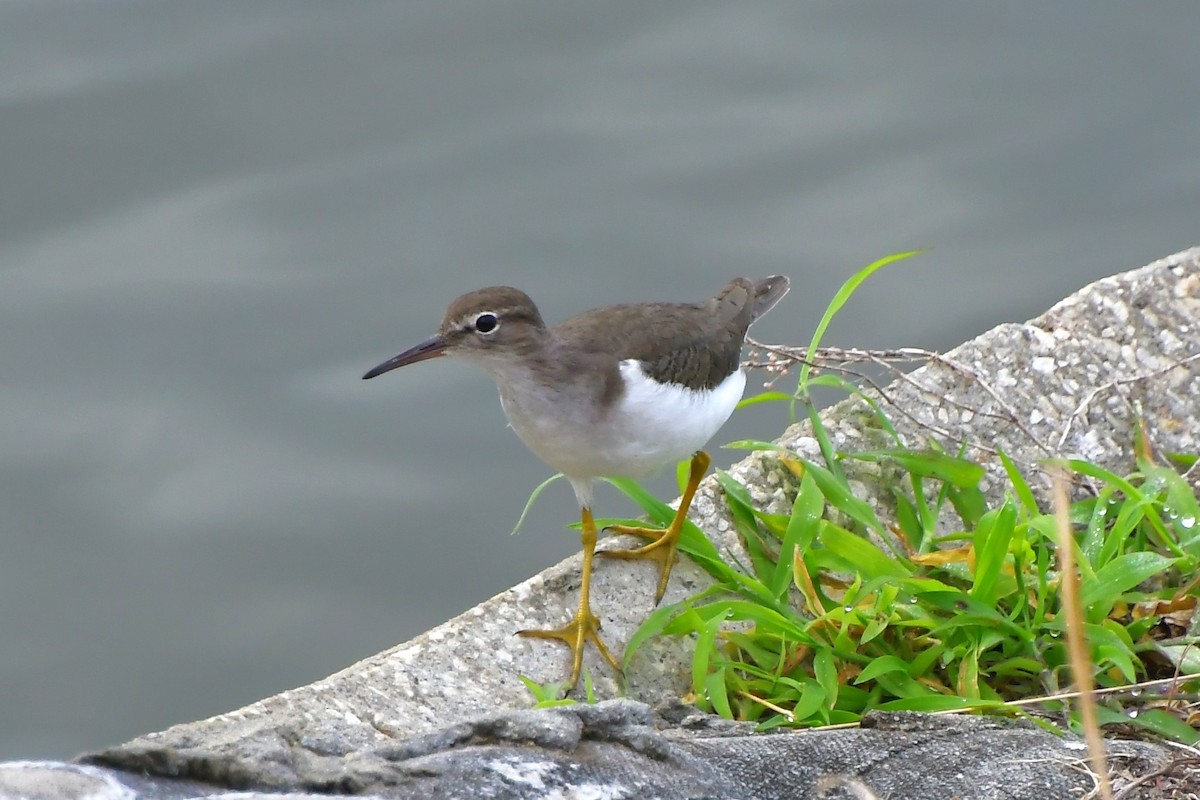 flekksnipe - ML646185105