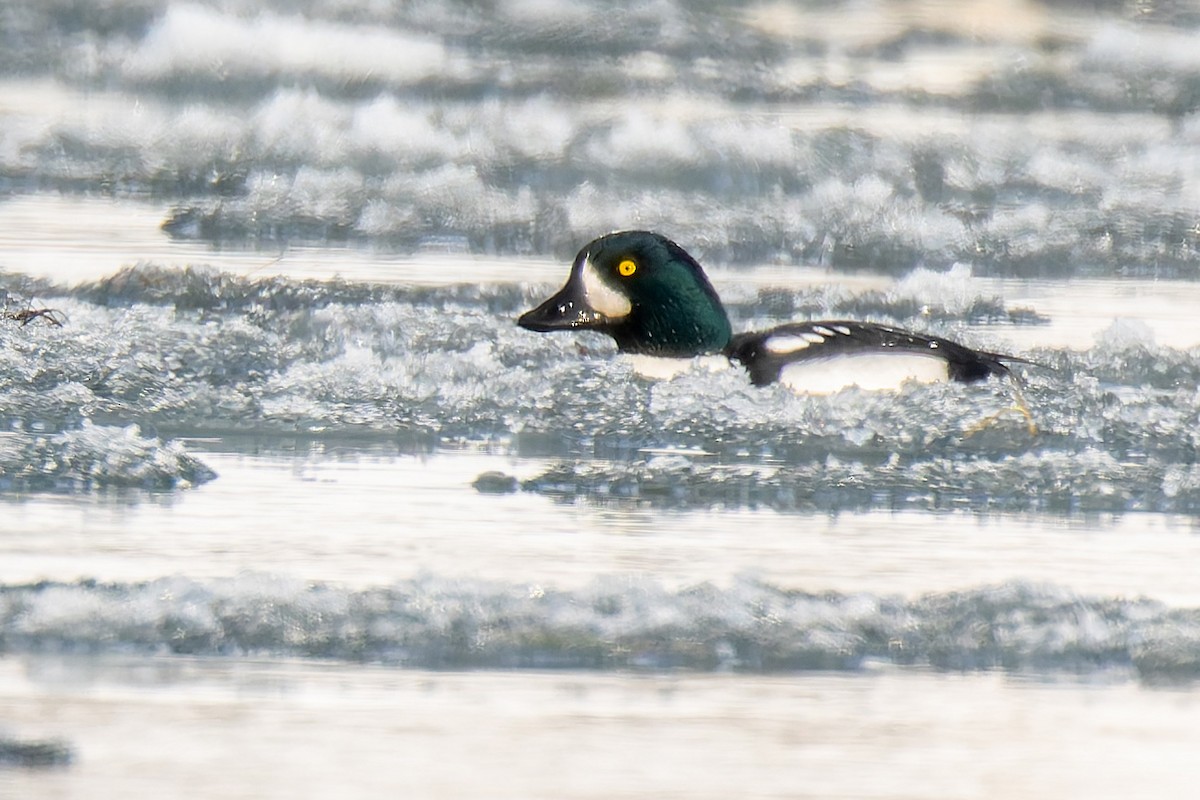 islandsand - ML646185107