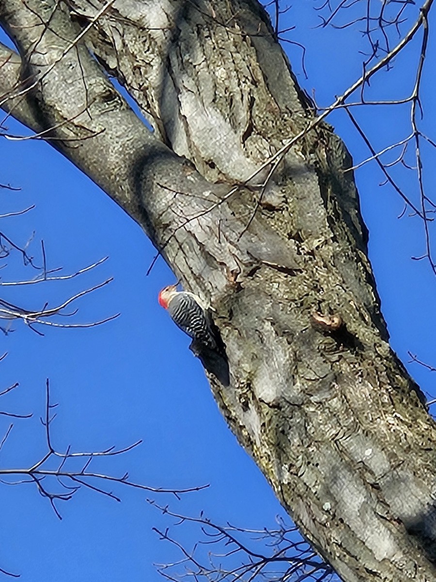 lundspett - ML646185109