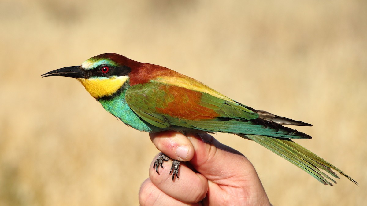 vlha pestrá - ML646185110