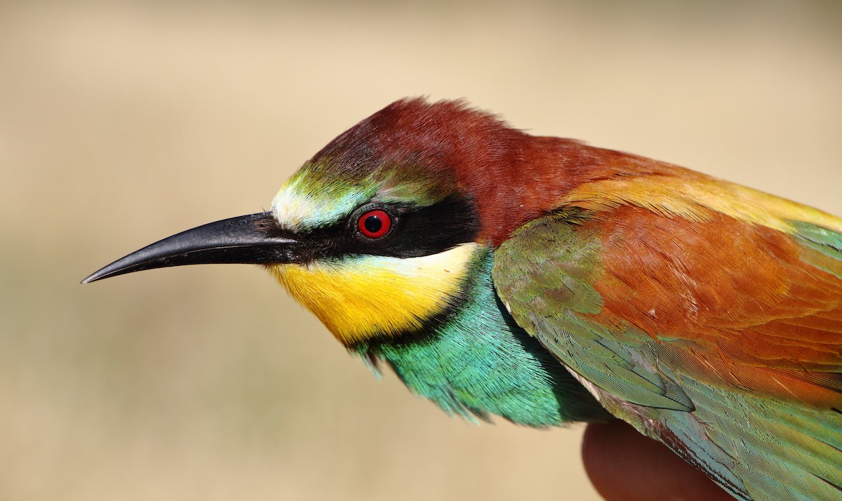 vlha pestrá - ML646185111