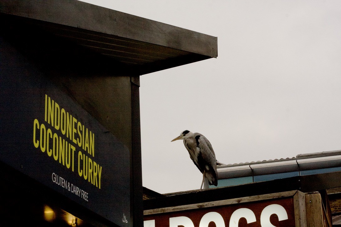 Gray Heron - ML646185114