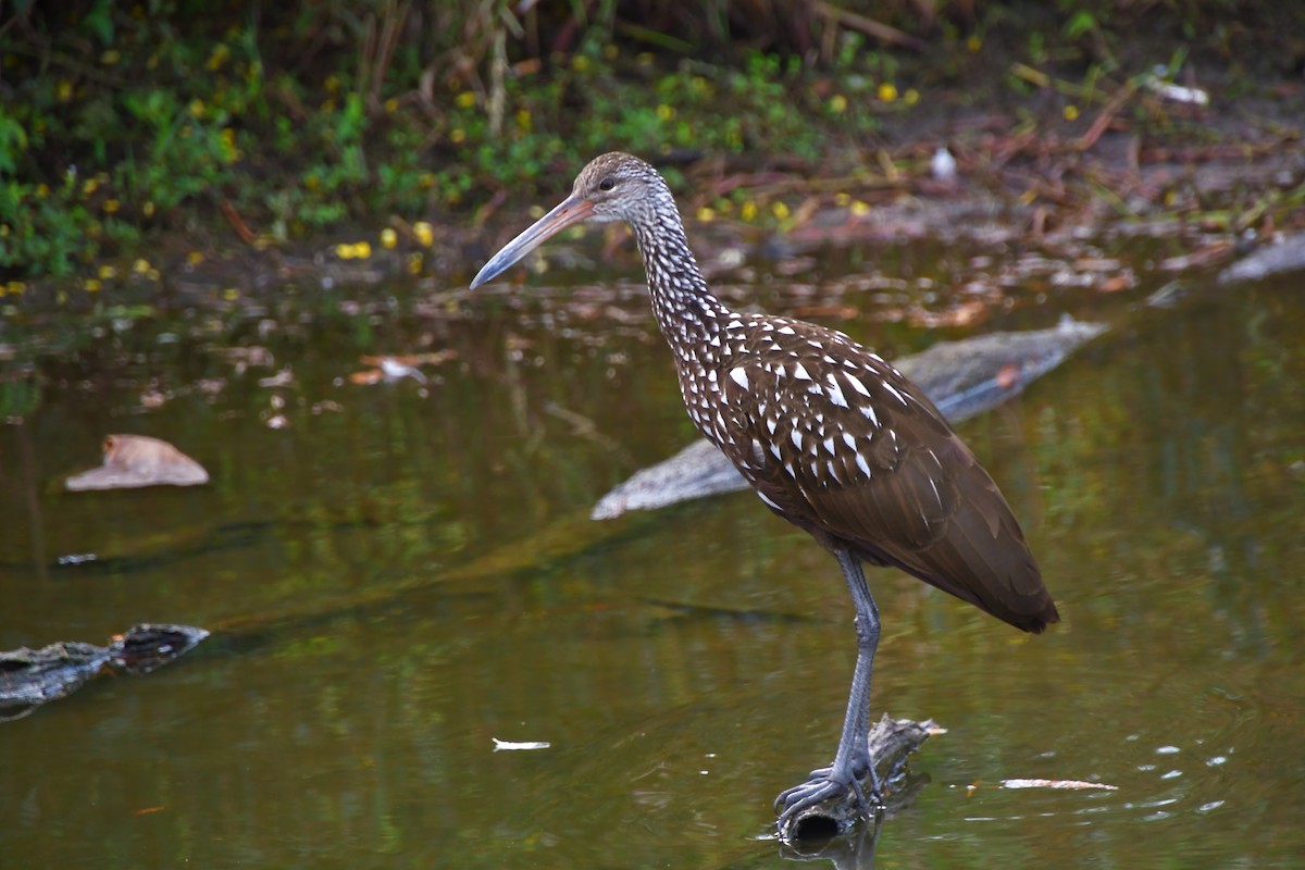 Limpkin - ML646185117