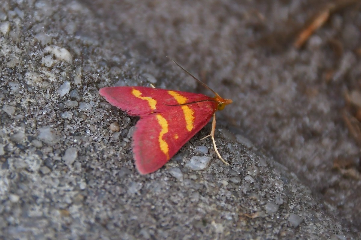 Coffee-loving Pyrausta Moth - ML646185123