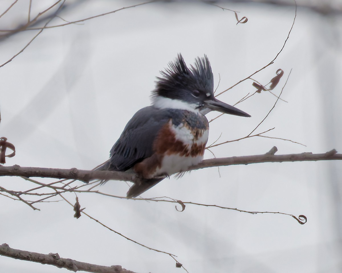 Belted Kingfisher - ML646185125