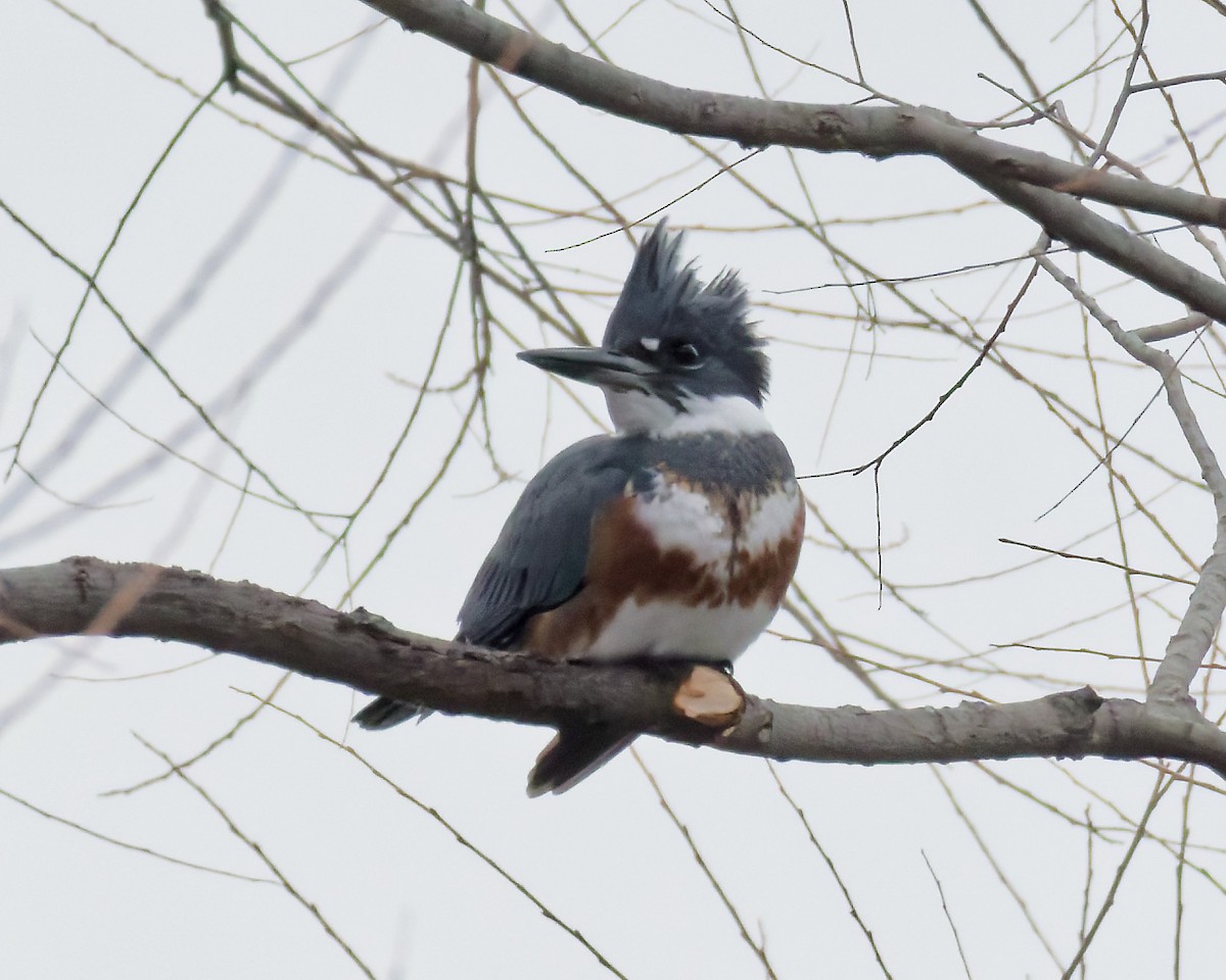 Belted Kingfisher - ML646185126